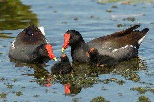 Common Gallinule (adult-winter) 111.jpg