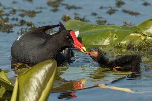 Common Gallinule (adult-winter) 114.jpg