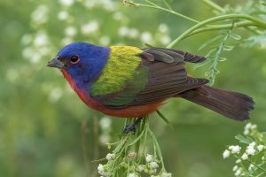 Painted Bunting (male-winter) 101.jpg