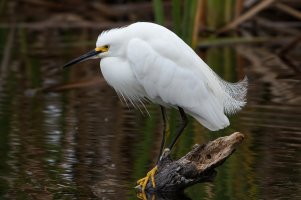 Snowy Egret (adult-winter) 100.jpg