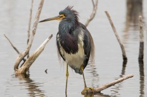 Tricolored Heron (adult-winter) 100.jpg