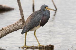 Tricolored Heron (adult-winter) 101.jpg