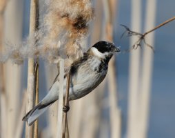 309A1324-DxO_1000mm_reed_bunting_LS-1_on_bullrush.jpg