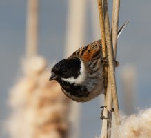 309A1332-DxO_1000mm_reed_bunting_LS-1.jpg