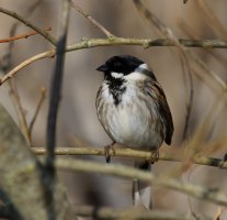 309A1344-DxO_1000mm_reed_bunting_LS-1.jpg