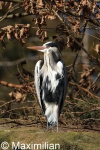 heron05.JPG