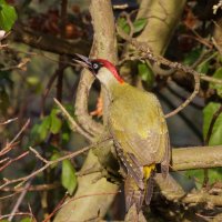 309A1616-DxO_R6_1000mm_Green_Woodpecker-ls-sh.jpg