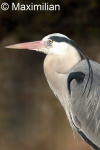 heron08.JPG