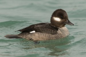 Bufflehead (female-winter) 100.jpg