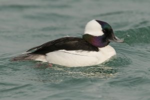 Bufflehead (male-winter) 100.jpg