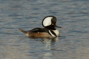 Hooded Merganser (male-winter) 101.jpg