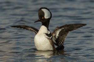 Hooded Merganser (male-winter) 109.jpg