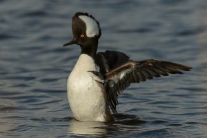 Hooded Merganser (male-winter) 110.jpg
