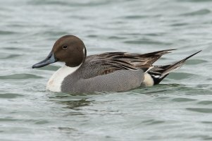 Northern Pintail (male-winter) 106.jpg