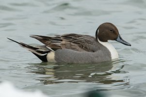Northern Pintail (male-winter) 114.jpg