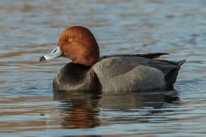 Redhead (male-winter) 100.jpg
