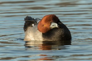 Redhead (male-winter) 103.jpg
