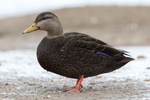 American Black Duck (winter) 106.jpg
