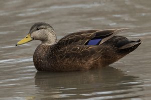 American Black Duck (winter) 114.jpg