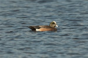 American Wigeon (male-winter) 111.jpg