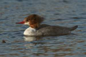 Common Merganser (female-winter) 100.jpg