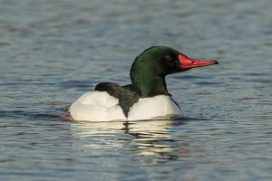 Common Merganser (male-winter) 100.jpg