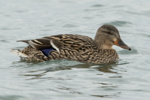 Mallard (female-winter) 102.jpg