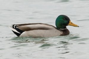 Mallard (male-winter) 102.jpg