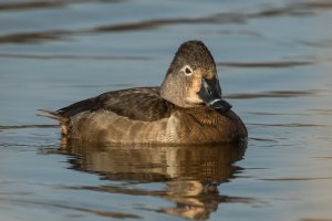 Ring-necked Duck (female-winter) 108.jpg