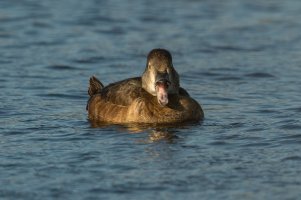 Ring-necked Duck (female-winter) 112.jpg