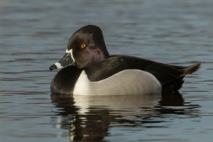 Ring-necked Duck (male-winter) 105.jpg