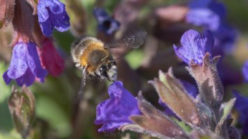 Pulmonaria BIF.jpg