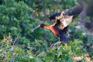 Glossy Ibis.jpg