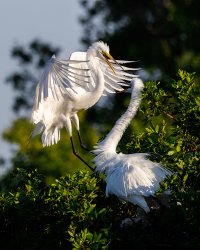 Great Egret - K1A5582 - DxO.jpg