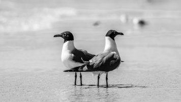 Laughing Gulls - K1A1058.jpg