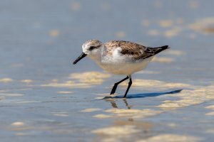 Sanderling - K1A1074.jpg