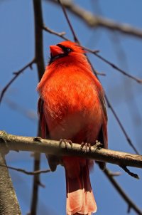 IMG_1492 picasa crop and fix ps3 1 - Copy.jpg