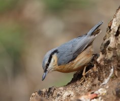 JT9A2696-DxO_nuthatch.jpg