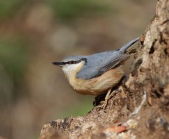 JT9A2699-DxO_nuthatch.jpg