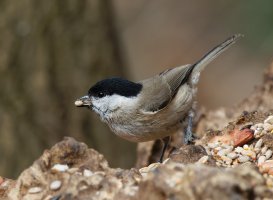 JT9A2737-DxO_marsh_tit-ls-shm.jpg