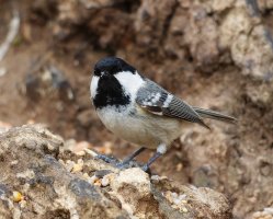 JT9A2681-DxO_coal_tit.jpg