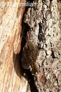 treecreeper02.JPG