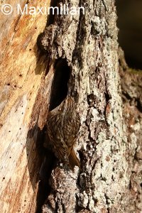 treecreeper03.JPG