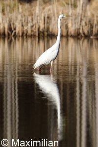 Egret_7.JPG