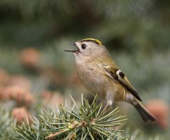309A2579-DxO_Goldcrest_on_yew_singing+LS2.jpg