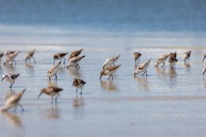 Sanderlings-1306.jpg