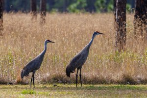 Sandhill Cranes-0998.jpg
