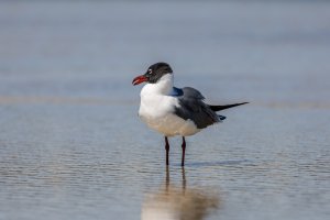 Laughing Gull-1236.jpg