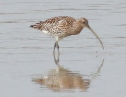 Curlew - Courlis cendree - Velika carska sljuka IMG_0764.jpg