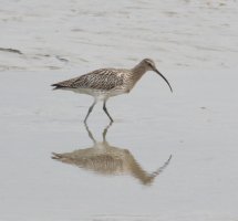 Curlew - Courlis cendree - Velika carska sljuka IMG_0802.jpg